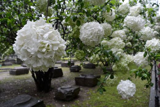 春暖花开：花开金陵之午朝门公园木绣球开