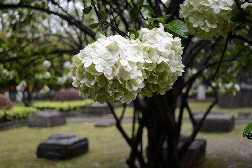 春暖花开：花开金陵之午朝门公园木绣球开