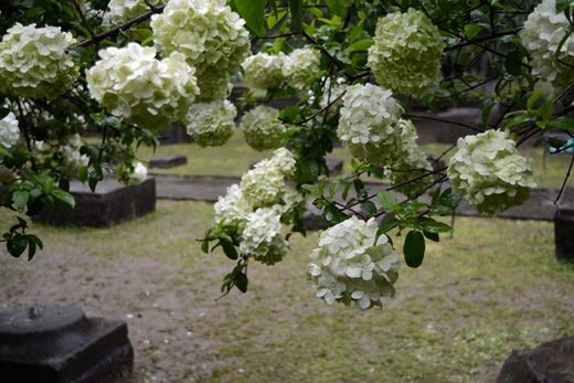 春暖花开：花开金陵之午朝门公园木绣球开