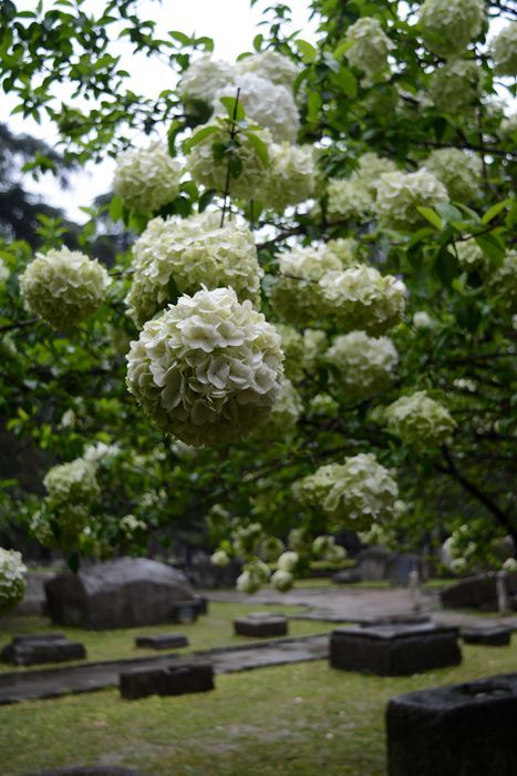 春暖花开：花开金陵之午朝门公园木绣球开