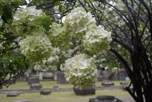 春暖花开：花开金陵之午朝门公园木绣球开