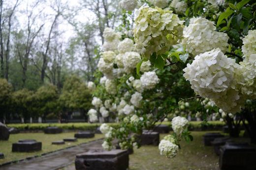 春暖花开：花开金陵之午朝门公园木绣球开