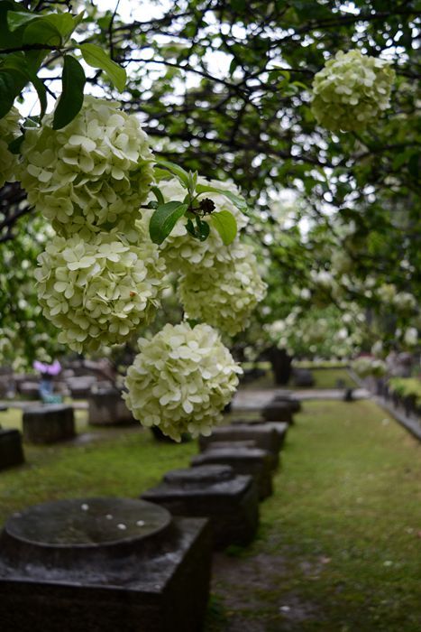 春暖花开：花开金陵之午朝门公园木绣球开