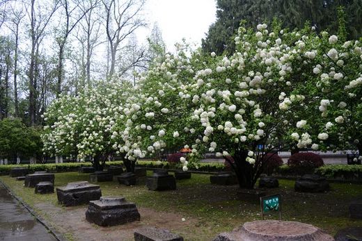 春暖花开：花开金陵之午朝门公园木绣球开