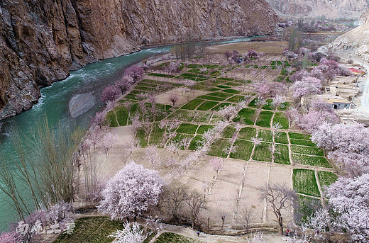 鲜为人知的帕米尔山谷，杏花美到哭-天山,帕米尔高原,喀什,新疆