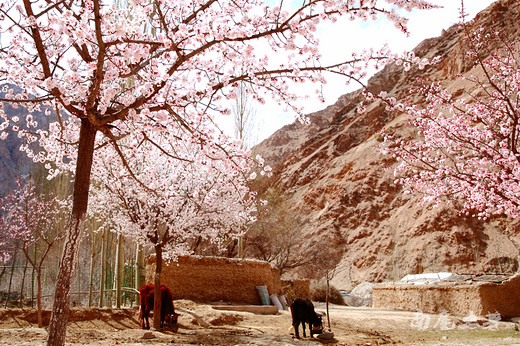 鲜为人知的帕米尔山谷，杏花美到哭-天山,帕米尔高原,喀什,新疆