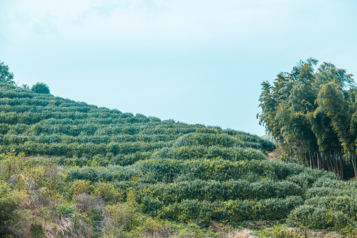 径山美，禅茶香-杭州,浙江