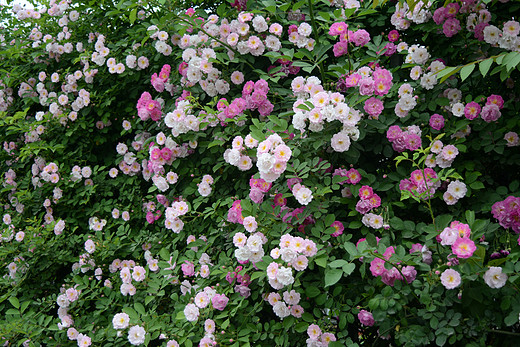 春暖花开：那些粉楞楞的蔷薇花墙