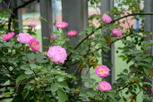 春暖花开：那些粉楞楞的蔷薇花墙