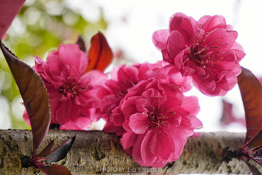 触手可及的十里樱花，“花田广兴”浪漫樱花园