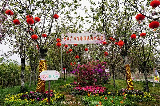 触手可及的十里樱花，“花田广兴”浪漫樱花园