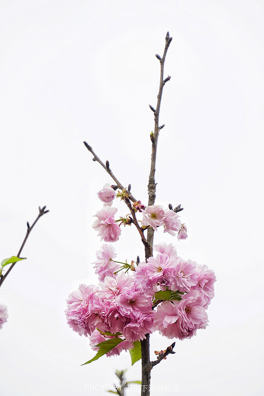 触手可及的十里樱花，“花田广兴”浪漫樱花园