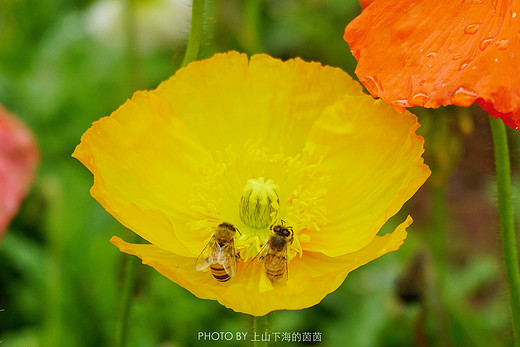 触手可及的十里樱花，“花田广兴”浪漫樱花园