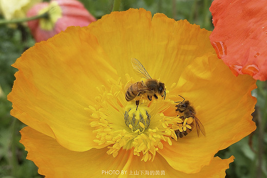 触手可及的十里樱花，“花田广兴”浪漫樱花园