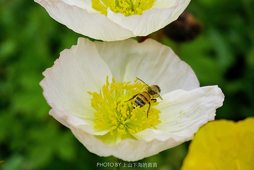 触手可及的十里樱花，“花田广兴”浪漫樱花园