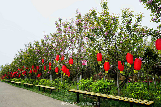 触手可及的十里樱花，“花田广兴”浪漫樱花园