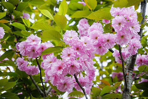 触手可及的十里樱花，“花田广兴”浪漫樱花园