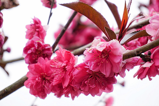 触手可及的十里樱花，“花田广兴”浪漫樱花园