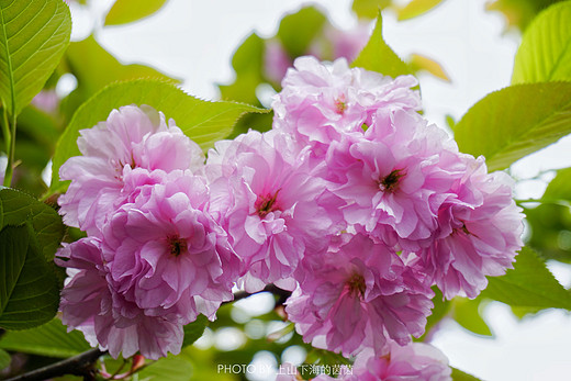 触手可及的十里樱花，“花田广兴”浪漫樱花园