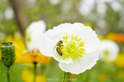 触手可及的十里樱花，“花田广兴”浪漫樱花园