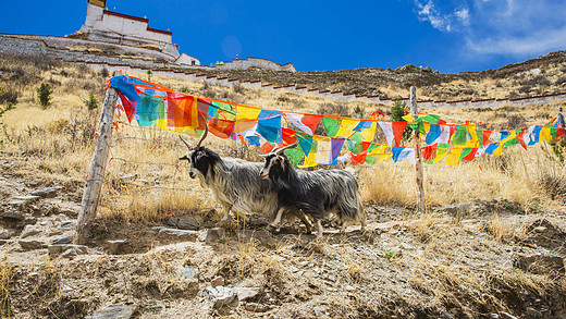 【攻略+海量美图】五月进藏，西藏是远方亦是信仰（二）-羊卓雍措,布达拉宫,大昭寺,八廓街,拉萨