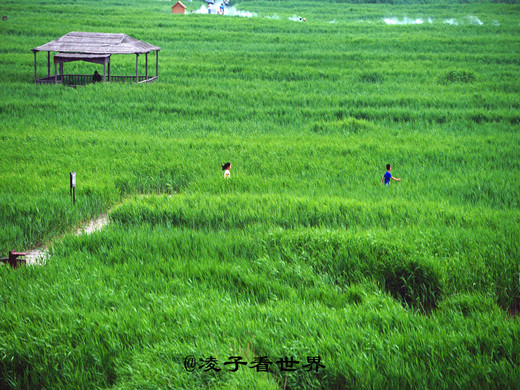 徜徉曹妃甸湿地迷宫，体验别样休闲一日游-曹妃甸湿地公园,唐山