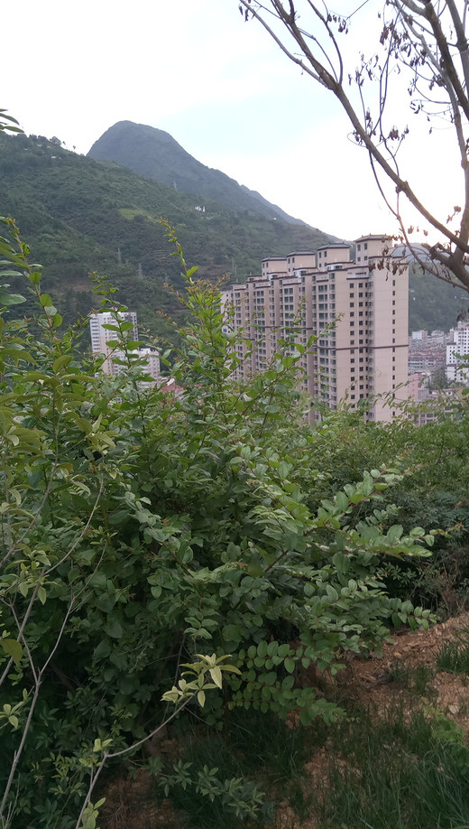 人造景