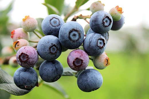 苏州的这枚蓝色浆果，让吃货们抓狂了-太湖