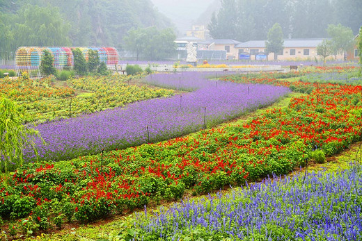  在那鲜花盛开的人间花海乐逍遥 北京密云-雾灵山