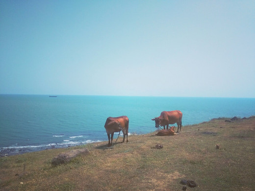 漳州●镇海角