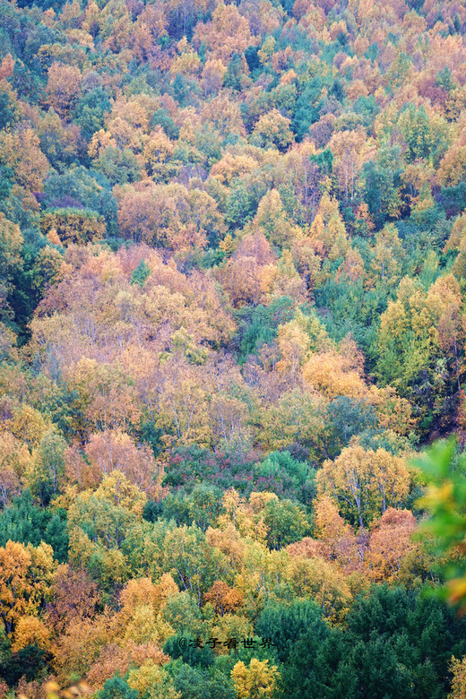 层林尽染的白草洼森林公园，是这个黄金周最美赏秋地-承德