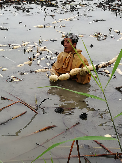 采藕季 秋雨过后，天气突然变凉，看看头顶-陕西,湖北