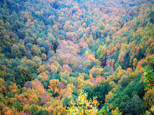 层林尽染的白草洼森林公园，是这个黄金周最美赏秋地-承德