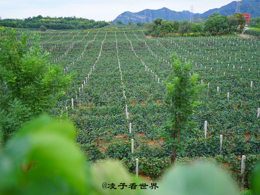 黄金周快来密云渔街吃全鱼宴，摘葡萄-北京