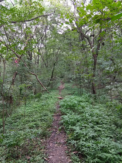 本周末白马公园爬紫金山，主要走野外路线，