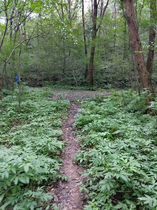 本周末白马公园爬紫金山，主要走野外路线，