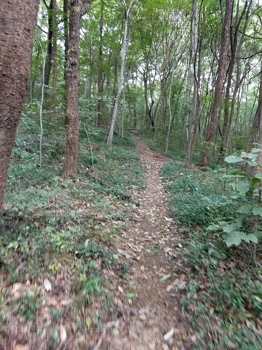 本周末白马公园爬紫金山，主要走野外路线，