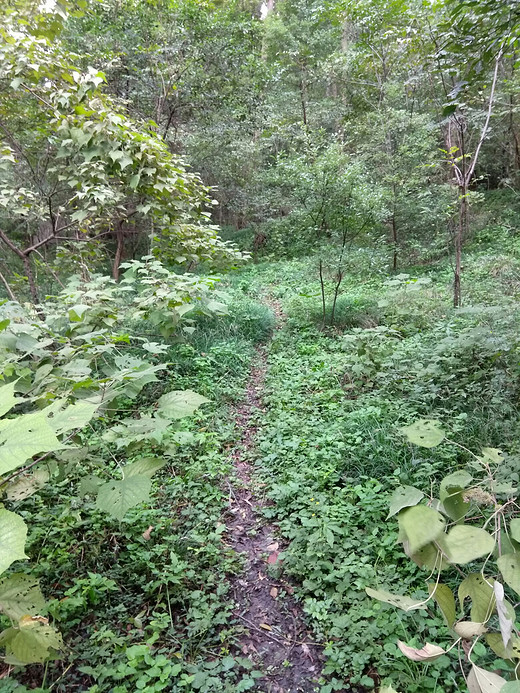 本周末白马公园爬紫金山，主要走野外路线，