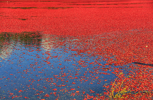 秋天，去看那片红色蔓越莓海-温哥华,加拿大