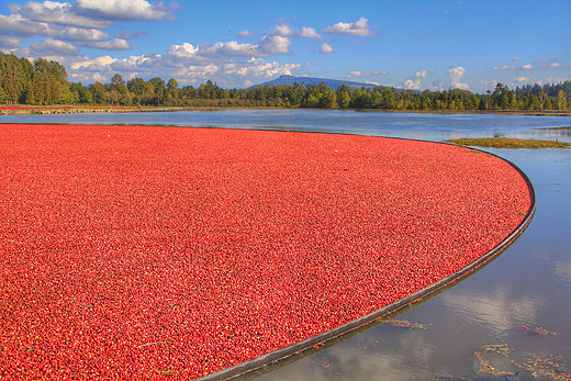 秋天，去看那片红色蔓越莓海-温哥华,加拿大