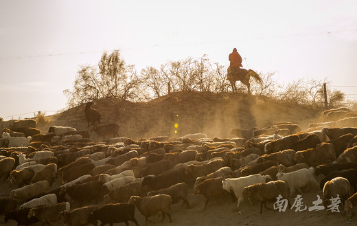 新疆畜牧转场季，场面堪比非洲野生动物大迁徙-阿勒泰