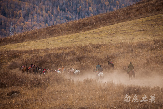 新疆畜牧转场季，场面堪比非洲野生动物大迁徙-阿勒泰