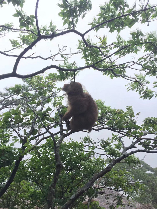 黄山值得再去一次