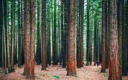 新西兰从北岛自驾至南岛