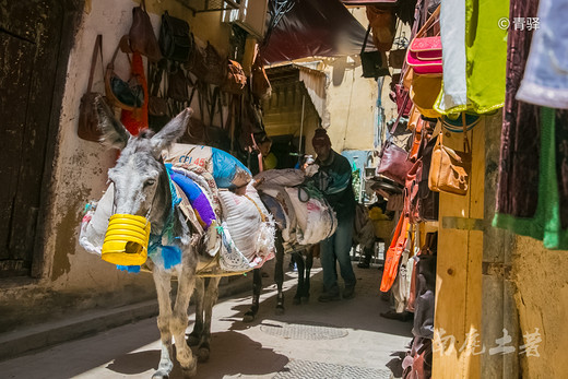 非洲这个城市这么臭，游人却每天排队参观-皮革染坊,布日卢蓝门,菲斯,摩洛哥