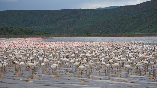 肯尼亚十二天（二）-纳瓦沙湖,东非大裂谷