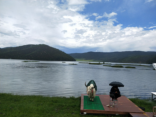 彩云之南☁云南八日游(五)-独克宗古城,梅里雪山,香格里拉,普达措,虎跳峡