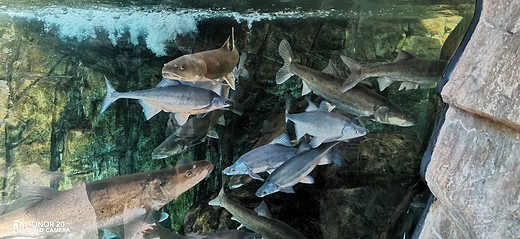 骑行前往丹佛水族馆(Downtown aquarium)-美国