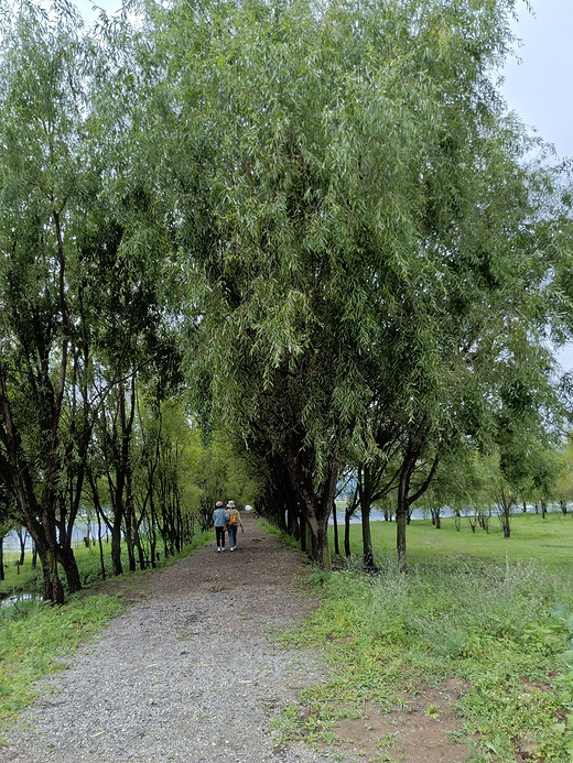 佛系的丽江之旅-束河,拉市海