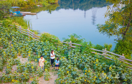 湘湖的深处，傍晚向日葵的花盘为什么还朝东-杭州,钱塘江